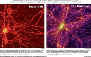 Brain Cell vs Universe